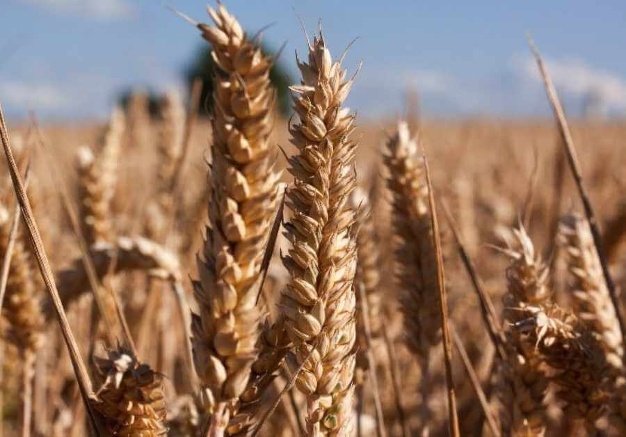 Ražotājs “New Holland”, kas padara to īpašu un kādus dzinējus tas izmanto?